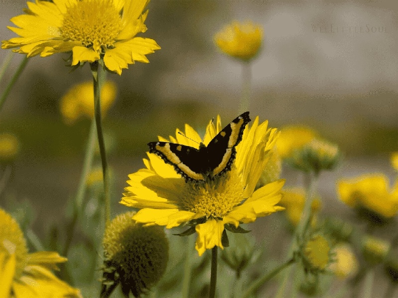 贵阳三代供卵例子,山东临沂做试管婴儿成功率最高的医院是哪里？如何选-贵阳